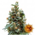 Vanilla Kush - Barney's Farm